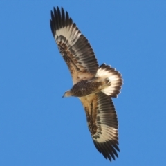 Haliaeetus leucogaster at Houtman Abrolhos, WA - 20 Apr 2024 02:17 PM