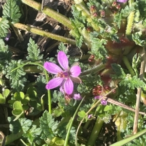 Erodium cicutarium at Watson, ACT - 24 Aug 2024