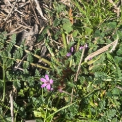 Erodium cicutarium at Watson, ACT - 24 Aug 2024