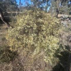 Acacia genistifolia at Watson, ACT - 24 Aug 2024 09:42 AM