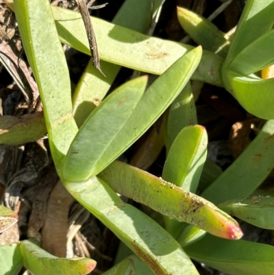 Carpobrotus rossii at Mon Repos, QLD - 24 Aug 2024 by lbradley