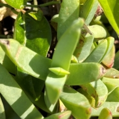 Carpobrotus glaucescens at Mon Repos, QLD - 24 Aug 2024