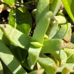 Carpobrotus glaucescens at Mon Repos, QLD - 24 Aug 2024 11:54 AM