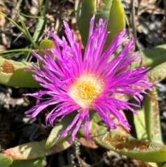 Carpobrotus glaucescens at Mon Repos, QLD - 24 Aug 2024