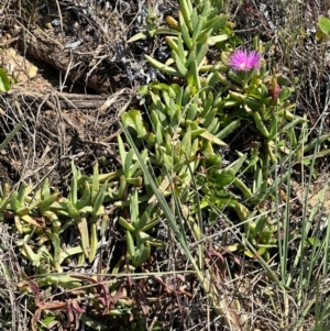 Carpobrotus glaucescens at Mon Repos, QLD - 24 Aug 2024 11:54 AM