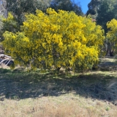 Acacia vestita at Lyneham, ACT - 24 Aug 2024