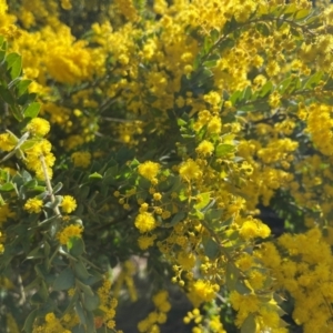 Acacia vestita at Lyneham, ACT - 24 Aug 2024 12:14 PM