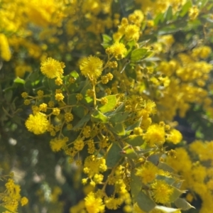 Acacia vestita at Lyneham, ACT - 24 Aug 2024