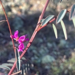 Indigofera australis subsp. australis (Australian Indigo) at Watson, ACT - 23 Aug 2024 by Clarel