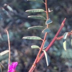 Indigofera australis subsp. australis at Watson, ACT - 24 Aug 2024