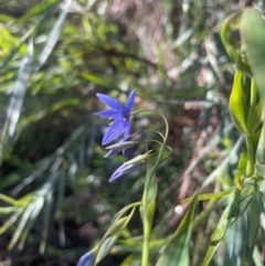 Stypandra glauca (Nodding Blue Lily) at Watson, ACT - 23 Aug 2024 by Clarel