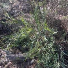 Stypandra glauca at Watson, ACT - 24 Aug 2024