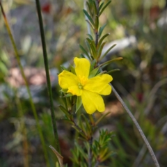 Hibbertia riparia at Tianjara, NSW - 21 Aug 2024 by RobG1