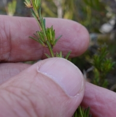 Unidentified at suppressed - 21 Aug 2024