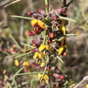 Daviesia genistifolia at Watson, ACT - 24 Aug 2024 10:07 AM