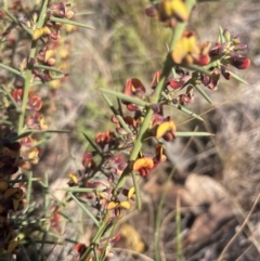 Daviesia genistifolia at Watson, ACT - 24 Aug 2024