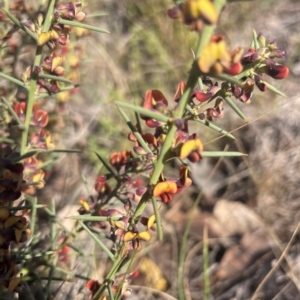 Daviesia genistifolia at Watson, ACT - 24 Aug 2024 10:07 AM