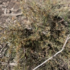 Daviesia genistifolia at Watson, ACT - 24 Aug 2024 10:07 AM