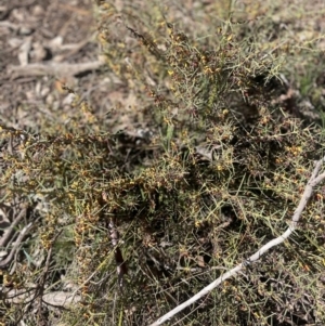 Daviesia genistifolia at Watson, ACT - 24 Aug 2024 10:07 AM