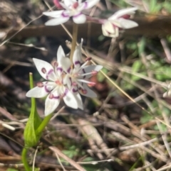 Wurmbea dioica subsp. dioica (Early Nancy) at Watson, ACT - 24 Aug 2024 by Clarel