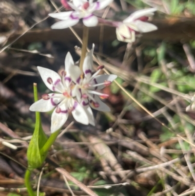 Wurmbea dioica subsp. dioica (Early Nancy) at Watson, ACT - 24 Aug 2024 by Clarel