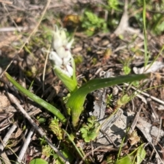 Wurmbea dioica subsp. dioica at Watson, ACT - 24 Aug 2024