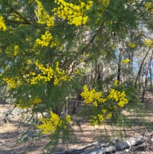 Acacia decurrens at Lyneham, ACT - 24 Aug 2024