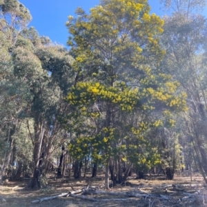 Acacia decurrens at Lyneham, ACT - 24 Aug 2024