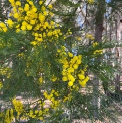 Acacia decurrens at Lyneham, ACT - 24 Aug 2024