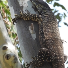 Varanus varius at Burrinjuck, NSW - suppressed