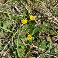 Cymbonotus sp. (preissianus or lawsonianus) at Watson, ACT - 24 Aug 2024