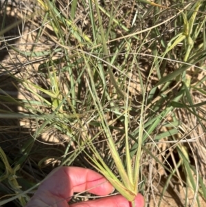 Spinifex sericeus at Mon Repos, QLD - 24 Aug 2024 11:52 AM