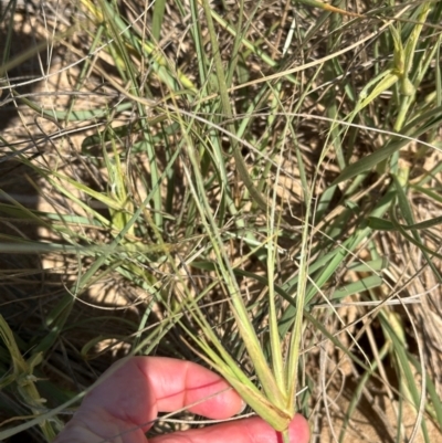 Spinifex sericeus at Mon Repos, QLD - 24 Aug 2024 by lbradley