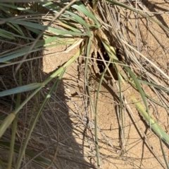 Spinifex sericeus at Mon Repos, QLD - 24 Aug 2024