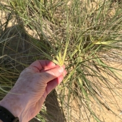 Spinifex sericeus at Mon Repos, QLD - 24 Aug 2024