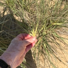Spinifex sericeus at Mon Repos, QLD - 24 Aug 2024 11:52 AM