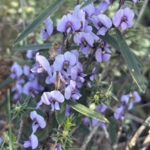 Hovea heterophylla at Watson, ACT - 24 Aug 2024