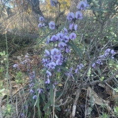 Hovea heterophylla at Watson, ACT - 24 Aug 2024