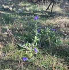 Echium plantagineum at Watson, ACT - 24 Aug 2024