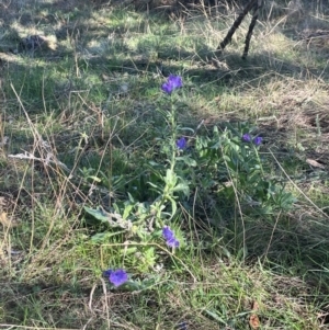 Echium plantagineum at Watson, ACT - 24 Aug 2024