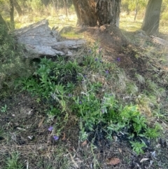 Echium plantagineum at Watson, ACT - 24 Aug 2024