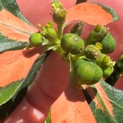 Euphorbia cyathophora at Mon Repos, QLD - 24 Aug 2024 by lbradley