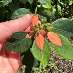 Euphorbia cyathophora at Mon Repos, QLD - 24 Aug 2024 11:42 AM