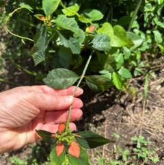 Euphorbia cyathophora at Mon Repos, QLD - 24 Aug 2024 11:42 AM