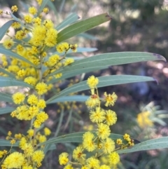 Acacia rubida (Red-stemmed Wattle, Red-leaved Wattle) at Watson, ACT - 23 Aug 2024 by Clarel