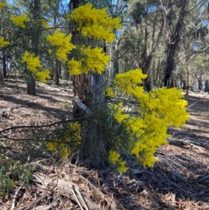 Acacia boormanii at Lyneham, ACT - 24 Aug 2024