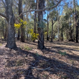 Acacia boormanii at Lyneham, ACT - 24 Aug 2024