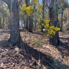 Acacia boormanii at Lyneham, ACT - 24 Aug 2024