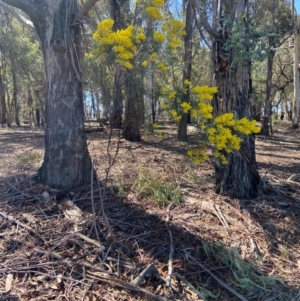 Acacia boormanii at Lyneham, ACT - 24 Aug 2024