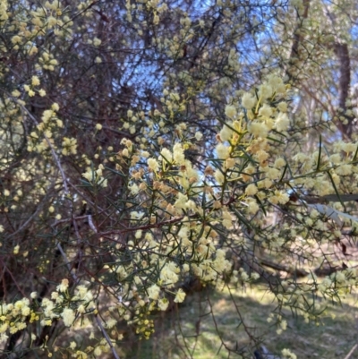 Acacia genistifolia (Early Wattle) at Lyneham, ACT - 24 Aug 2024 by CrimePaysbutConservationDoesnt